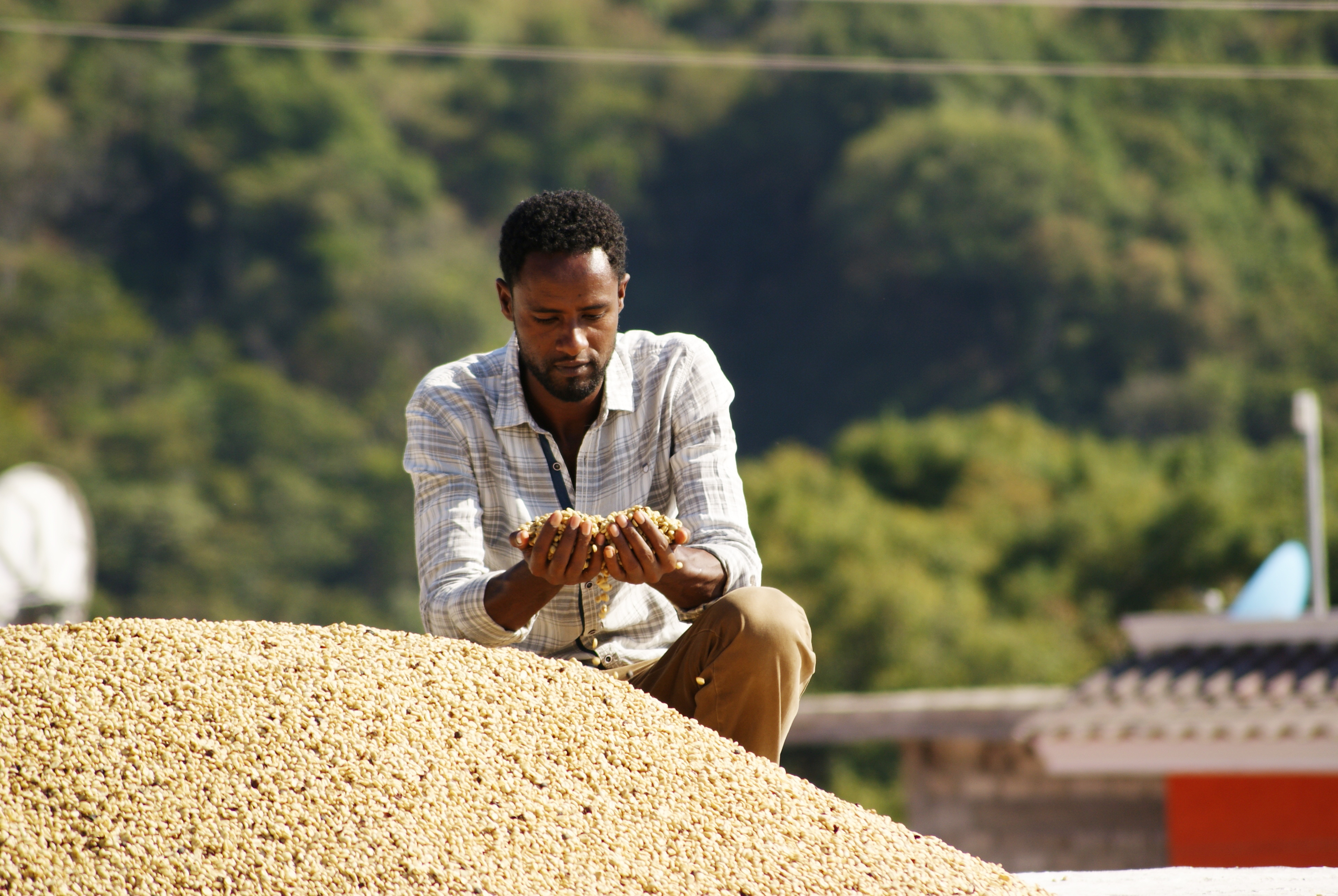 Mengistu inspects drying parchment at the Rustico Wet Mill in El Cuarenteño, Nayarit in 2019.