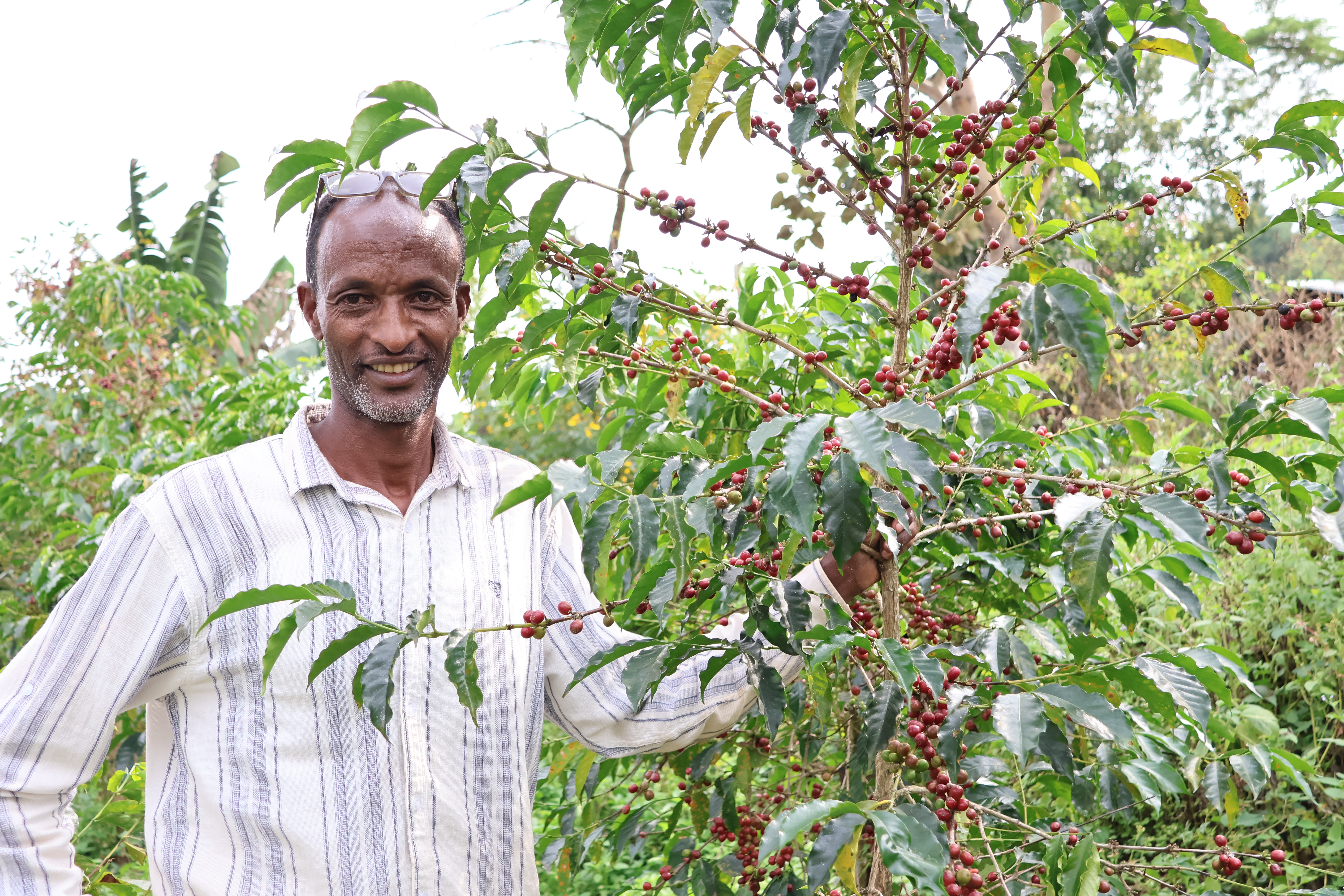 Shafaro, one of the Asikana farm and reception managers in Aira, with JARC 74110 varietal