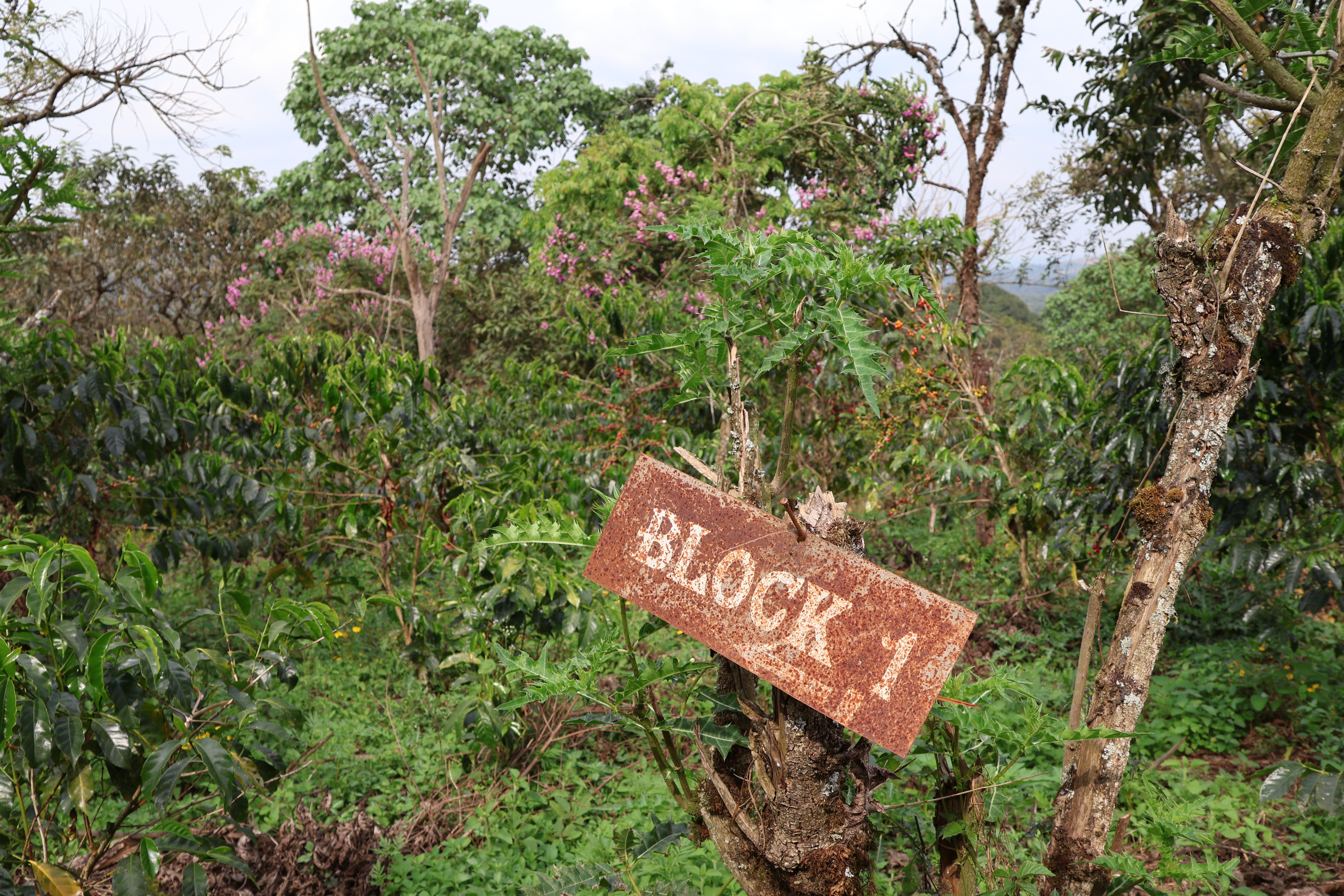 Asikana's own Buri farm, 200 hectares (~ 500 acres) with half of the land dedicated to coffee, the other half is just wild forest