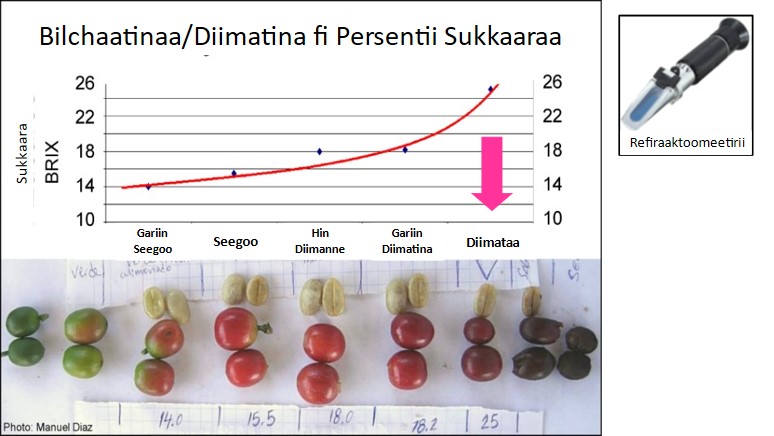 Mengistu worked with James Kosalos and CAFESUMEX staff to translate FincaLab® QMS materials into Oromo (the language of Oromia)