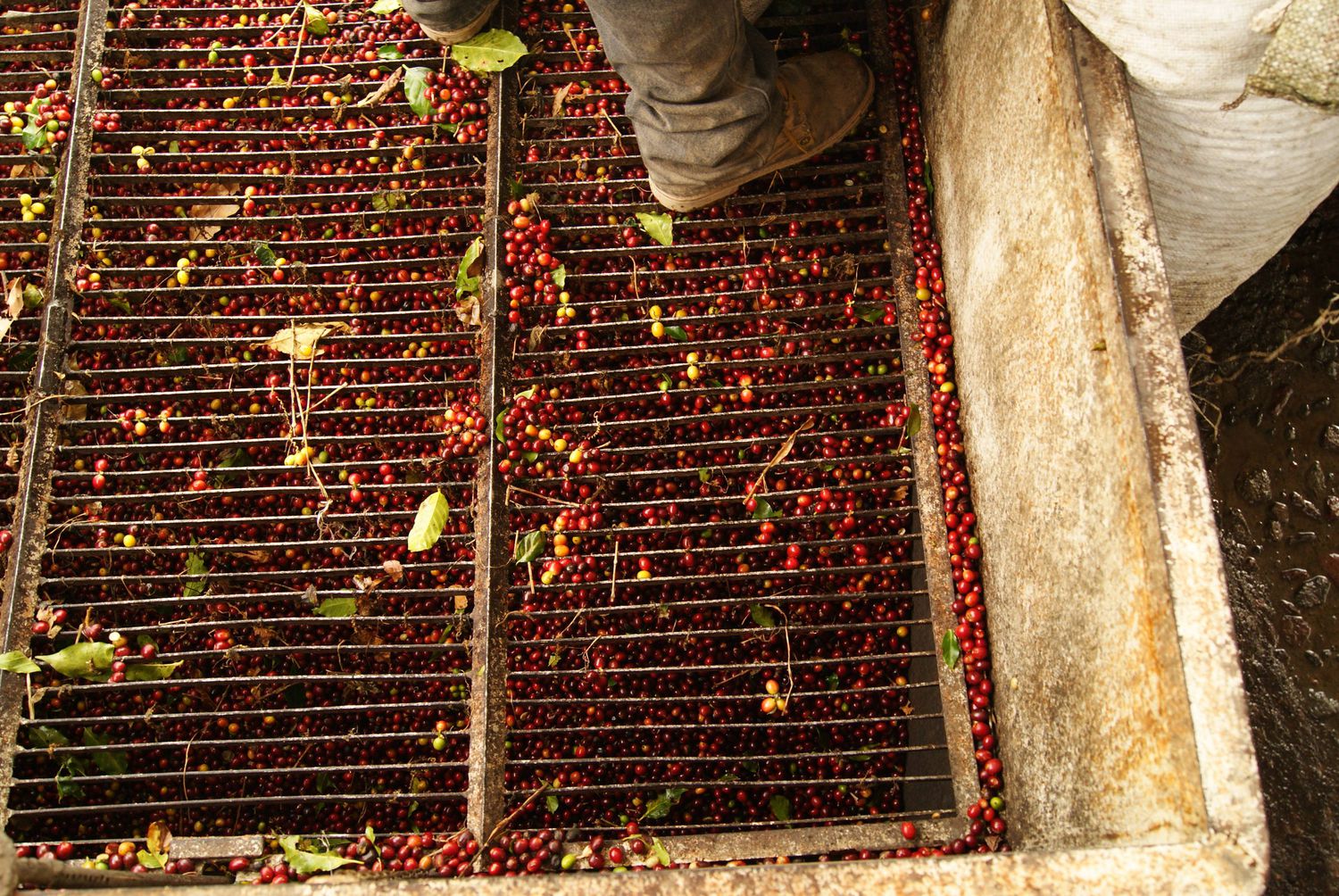 Coffee wet mill at origin